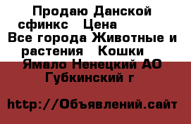  Продаю Данской сфинкс › Цена ­ 2 000 - Все города Животные и растения » Кошки   . Ямало-Ненецкий АО,Губкинский г.